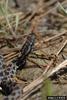 Pygmy Rattlesnake (Sistrurus miliarius)