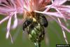 Knapweed Peacock Fly (Chaetorellia acrolophi)