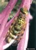 Knapweed Peacock Fly (Chaetorellia acrolophi)