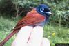 African Paradise Flycatcher (Terpsiphone viridis)