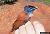 African Paradise Flycatcher (Terpsiphone viridis)