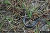 Southeastern Five-lined Skink (Eumeces inexpectatus)