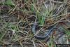 Southeastern Five-lined Skink (Eumeces inexpectatus)