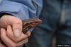 Broad-headed Skink (Eumeces laticeps)