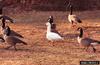 Snow Goose (Chen caerulescens), Canada goose (Branta canadensis)