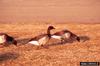 Brant, Brent Goose (Branta bernicla)