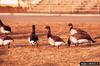 Brant, Brent Goose (Branta bernicla)