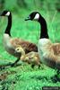 Canada Goose (Branta canadensis)