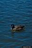 Canada Goose (Branta canadensis)