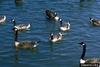 Canada Goose (Branta canadensis)