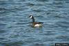 Canada Goose (Branta canadensis)