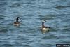 Canada Goose (Branta canadensis)