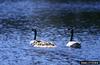 Canada Goose (Branta canadensis)