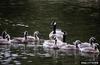 Canada Goose (Branta canadensis)