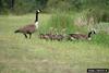 Canada Goose (Branta canadensis)