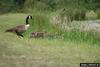 Canada Goose (Branta canadensis)