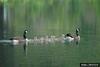 Canada Goose (Branta canadensis)