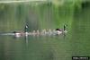 Canada Goose (Branta canadensis)