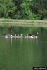 Canada Goose (Branta canadensis)