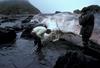 Sperm Whale (Physeter catodon) beached