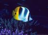 Blackwedged Butterflyfish (Chaetodon falcula)