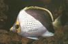 Hawaiian Butterflyfish (Chaetodon tinkeri)