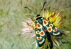Provence burnet moth (Zygaena occitanica)