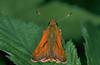 Skipper Butterfly (Hesperiidae)