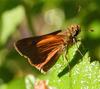 Baracoa Skipper (Polites baracoa)