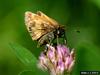 Peck's Skipper (Polites coras)