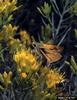 Tawny-edged Skipper (Polites themistocles)