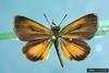 Least Skipper (Ancyloxypha numitor)