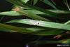 Least Skipper (Ancyloxypha numitor)