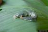 Brazilian Skipper (Calpodes ethlius) larva