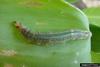 Brazilian Skipper (Calpodes ethlius) larva