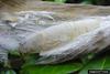 Brazilian Skipper (Calpodes ethlius) larva