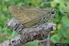 Brazilian Skipper (Calpodes ethlius)