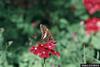 Silver-spotted Skipper (Epargyreus clarus)