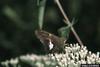 Silver-spotted Skipper (Epargyreus clarus)