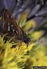 Juba Skipper (Hesperia juba)