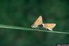 Fiery Skipper (Hylephila phyleus)