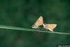 Fiery Skipper (Hylephila phyleus)