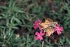 Fiery Skipper (Hylephila phyleus)