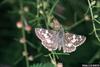 Common Checkered-Skipper (Pyrgus communis)