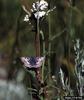 Two-banded Checkered-Skipper (Pyrgus ruralis)