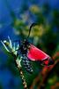 Six-spot Burnet (Zygaena filipendulae)