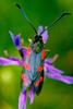 Six-spot Burnet (Zygaena filipendulae)