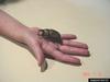Eastern Hercules Beetle (Dynastes tityus)