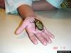 Eastern Hercules Beetle (Dynastes tityus)