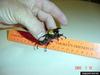 Eastern Hercules Beetle (Dynastes tityus)